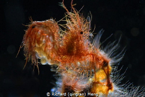 Hairy shrimp by Richard (qingran) Meng 